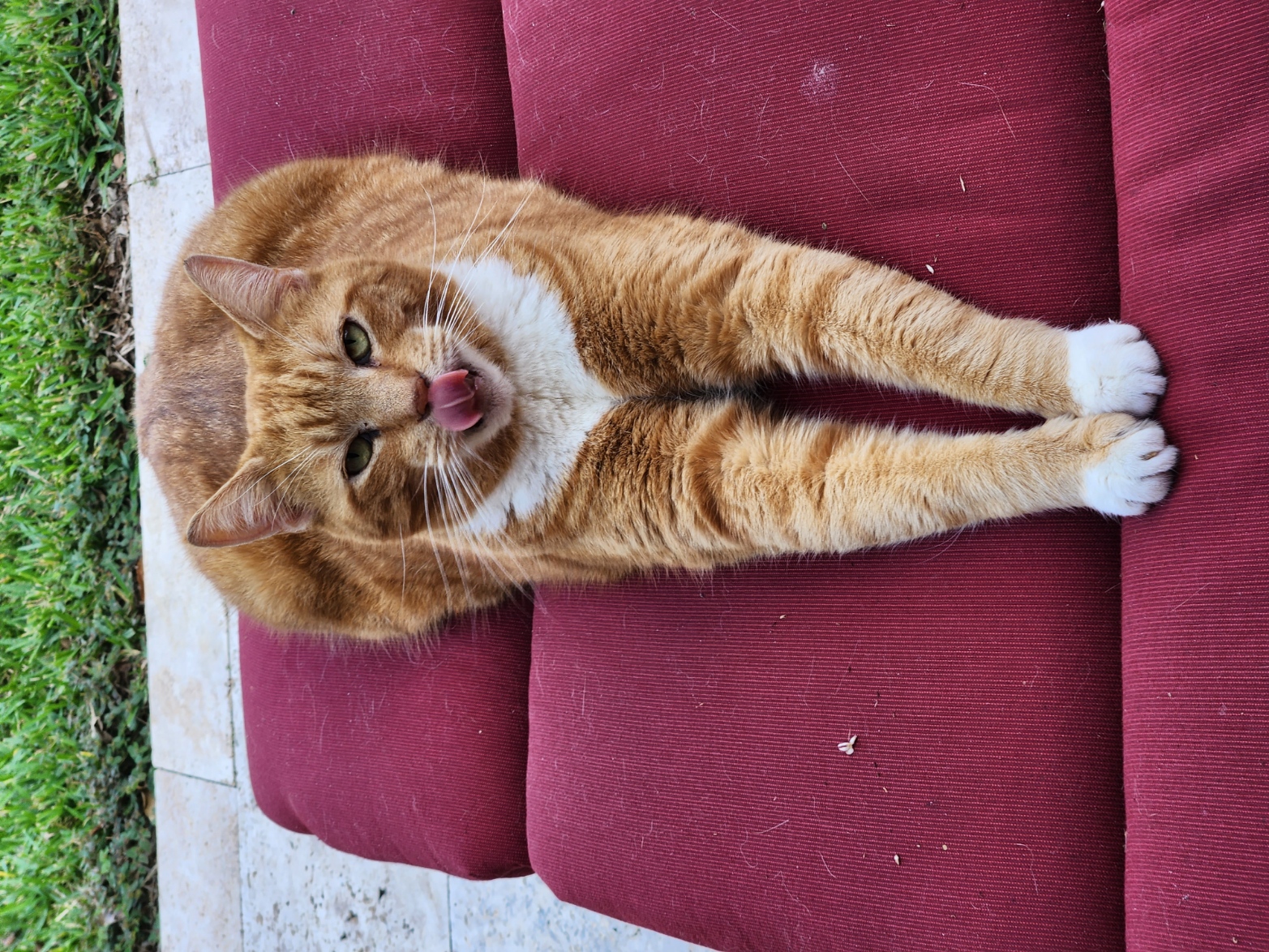 Name:  stevetongue.jpg
Views: 8469
Size:  1.07 MB