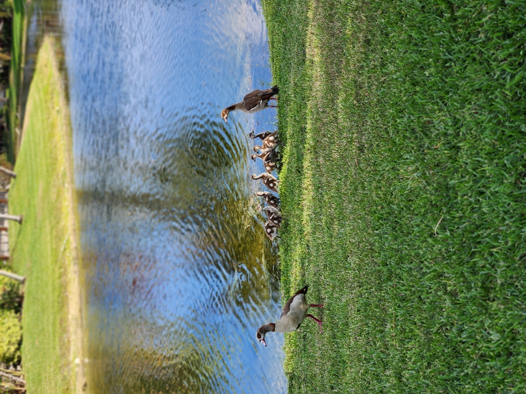 Name:  geese.jpg
Views: 8856
Size:  1.22 MB