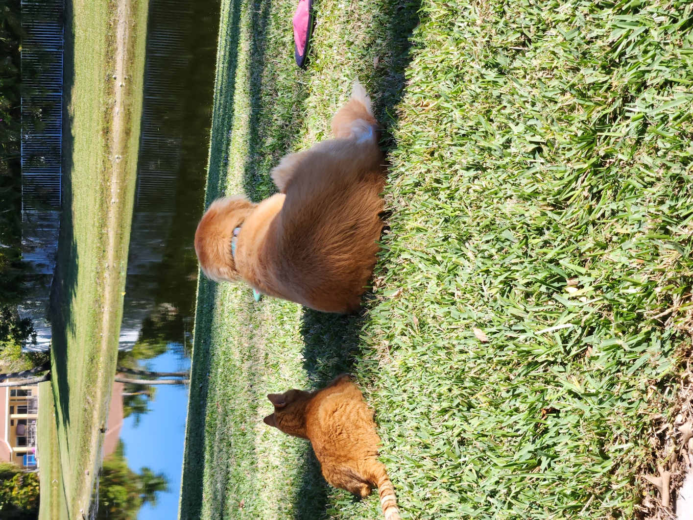 Name:  catday-dogday.jpg
Views: 8829
Size:  1.12 MB