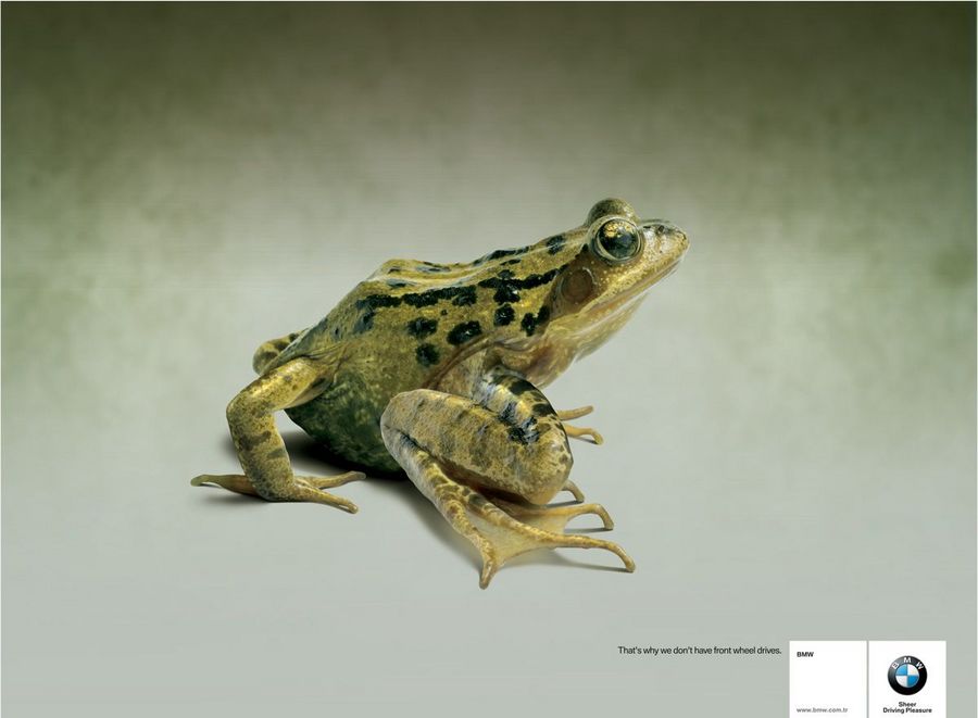 Name:  frog.jpg
Views: 4072
Size:  45.8 KB