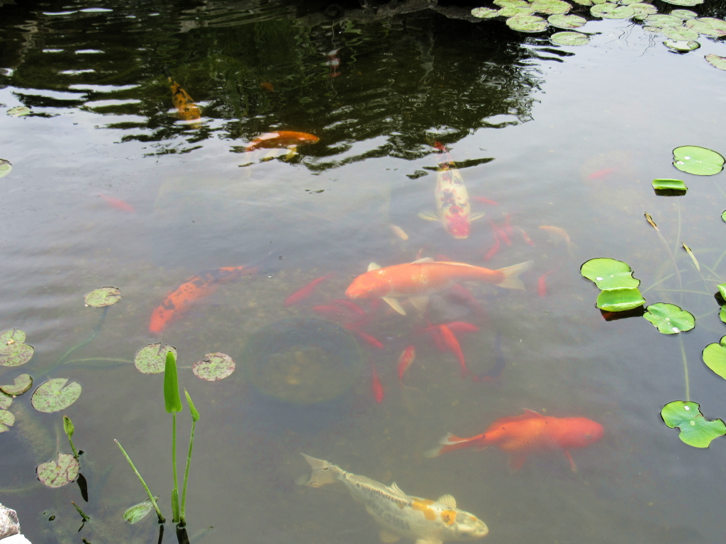 Name:  pond-fish.jpg
Views: 20242
Size:  648.7 KB