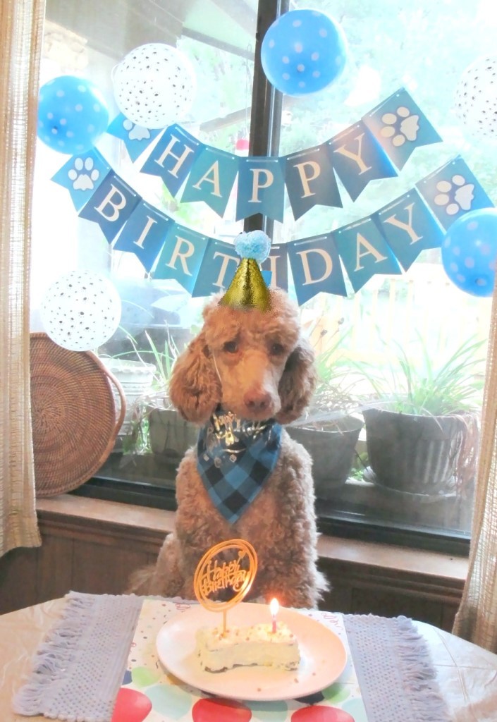 Name:  Shiloh-birthday2.JPG
Views: 1525
Size:  172.6 KB