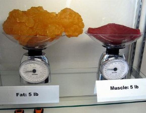 Name:  Fat and muscle..jpg
Views: 3413
Size:  27.6 KB