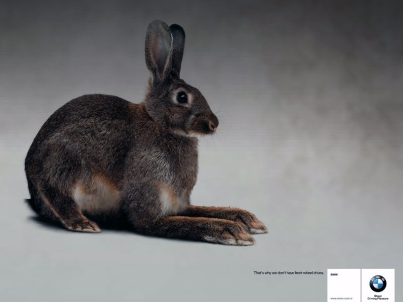 Name:  bunny.jpg
Views: 3949
Size:  55.3 KB