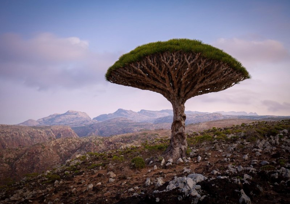 Name:  A Dragon Blood Tree Socotra Island, Yemen.jpg
Views: 5530
Size:  401.8 KB